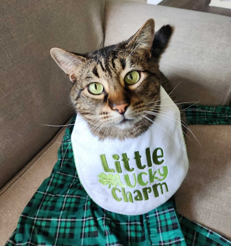 Simon the cat, the winner of Momentum's 2024 St. Petty's Day Costume Contest